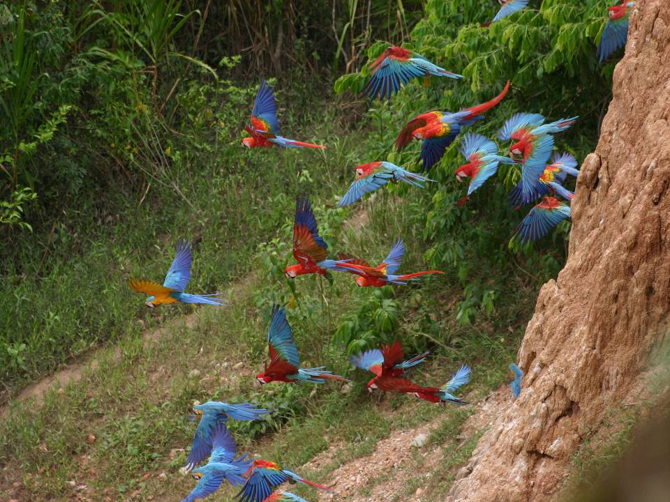 Macaws at the Colorado clay-lick