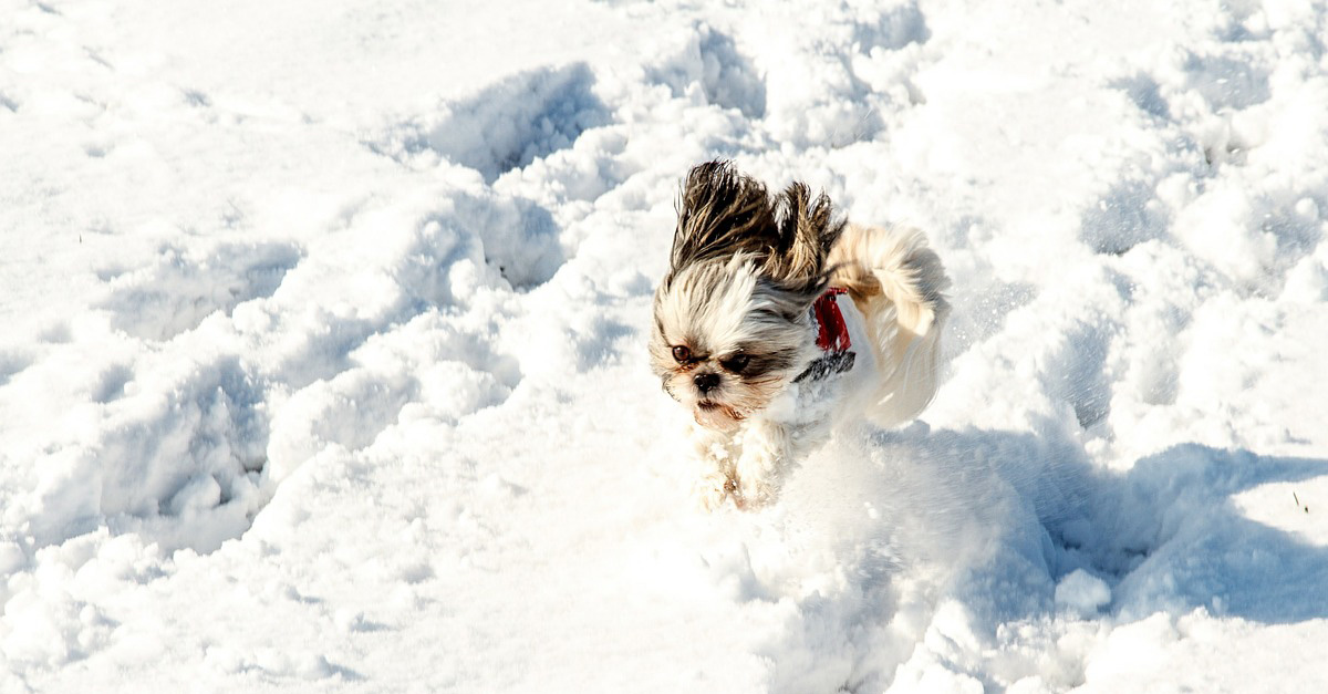 Dog running through snow Dog running through snow