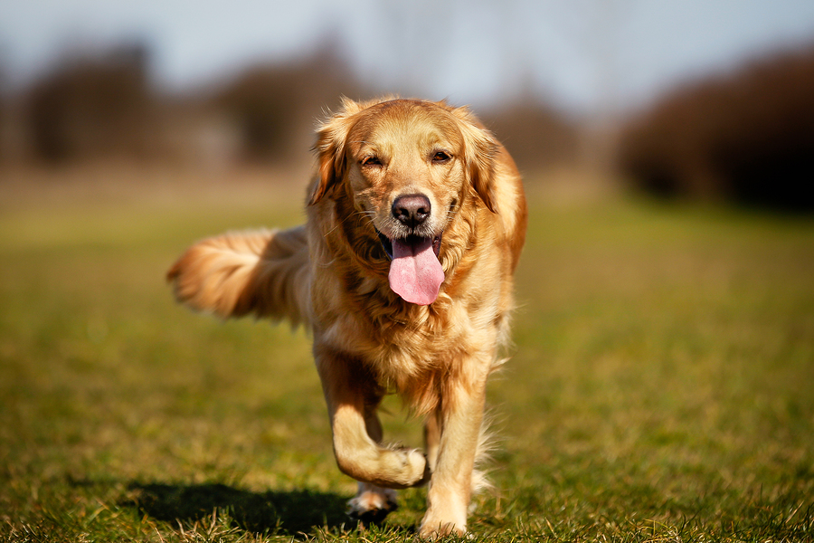 Dog walking Dog walking