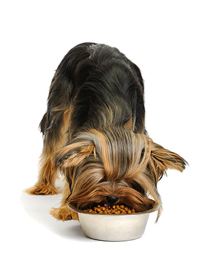 Homemade Liver Diets For Dogs