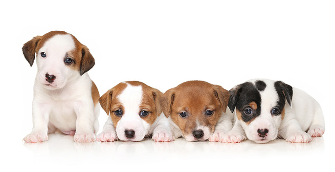 Canine parvovirus in vaccinated dogs: a field study.