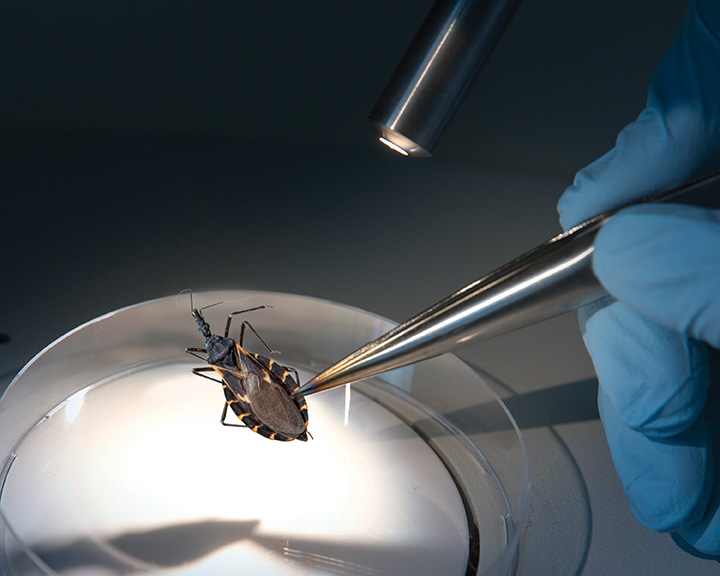 Kissing bugs carry Chagas disease. Kissing bugs carry Chagas disease.