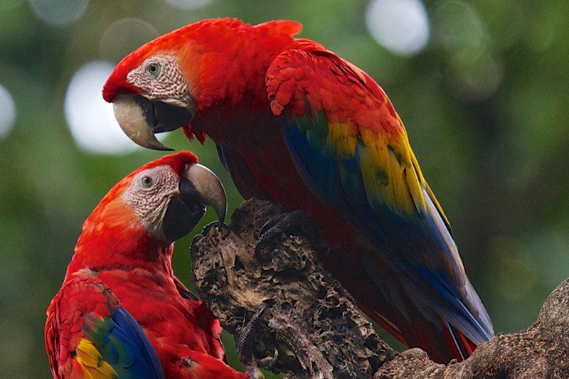 Scarlet Macaw Scarlet Macaw