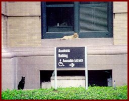 Feral cats on campus Picture of feral cats on campus