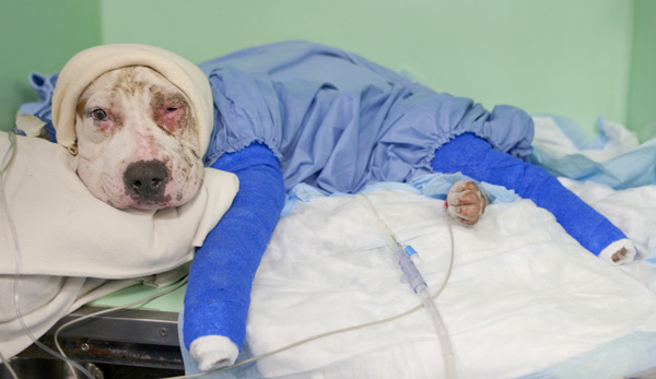 Vonn, the abused pitbull