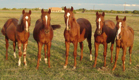 5 cloned foals