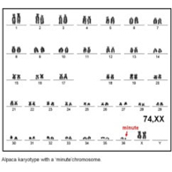 Alpaca karyotype Alpaca karyotype