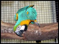 Margo the Blue and Gold Macaw Margo the Blue and Gold Macaw