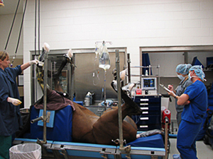 Equine anesthesia Equine anesthesia