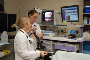 Two of the Resident Instructors evaluate the nasal passages in a dog with chronic nasal discharge Two of the Resident Instructors evaluate the nasal passages in a dog with chronic nasal discharge