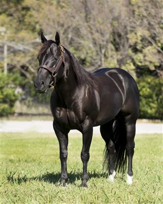 Once You Go Black (1) Legends Premier Stallion Auction image