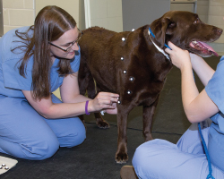 Technicians fit sensors that will measure the dog’s limb movement.