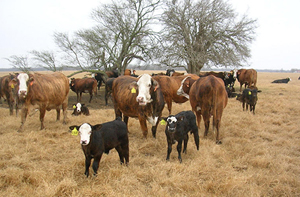 Cows Cows