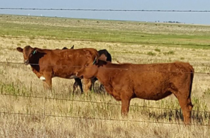 Cows Cows