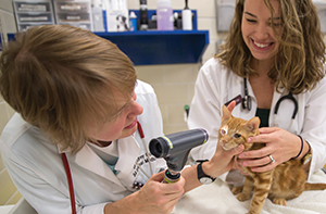 Veterinary Veterinary