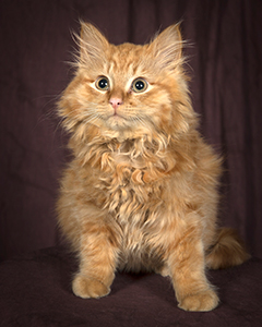 Hemingway-kitten Hemingway-kitten