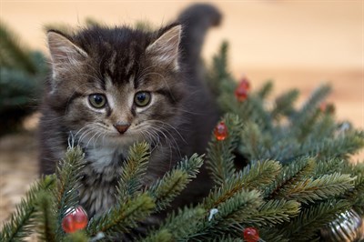 kitten-2965641_960_720 kitten-2965641_960_720