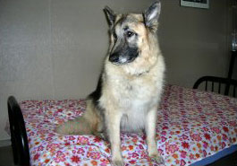 Lucy Dog