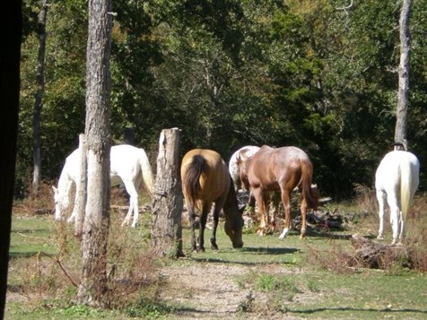 Horses Horses