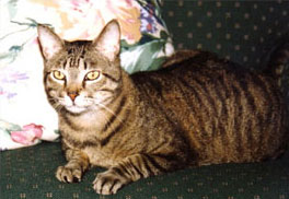 Sweet William