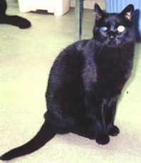 Black Jack
