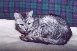 Methuselah