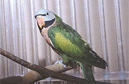 Wei-Linn