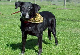 Blackie