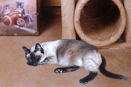 Bubba Kitty