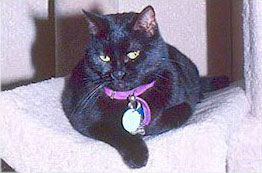 Priscilla
