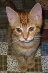 Toby Toby