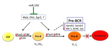 B Cell Development-miR-150 B Cell Development-miR-150
