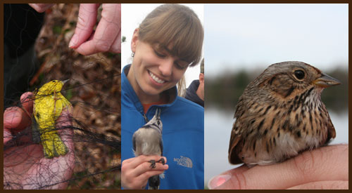 Bird Banding Bird Banding