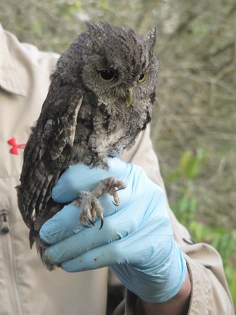 owl owl