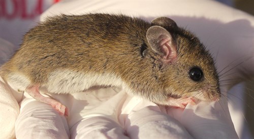 MouseTick MouseTick