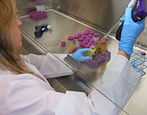 Stem cell graft preparation Stem cell graft preparation