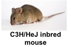mouse mouse