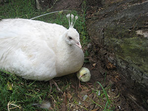 blanca-with-chick blanca-with-chick
