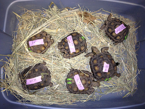 turtles-widlifecenter turtles-widlifecenter