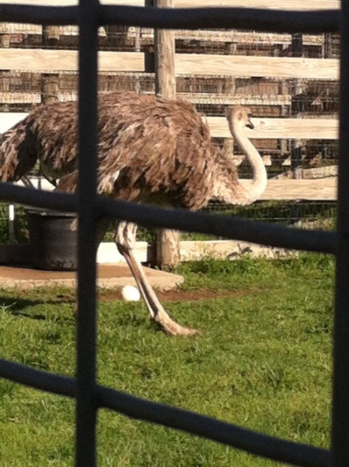 Ostrich Ostrich