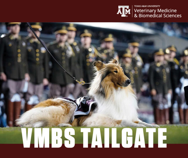 Texas A&M VMBS Tailgate | Reveille X, the Texas A&M canine mascot, sits proudly on the football field at Kyle Field in College Station, TX, with the Corps of Cadets behind her.