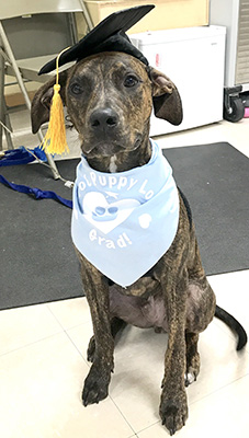 Mack wears a graduation cap and blue bandana that says "Puppy Grad!"