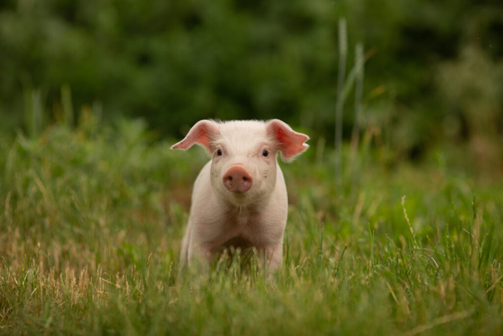 A cute piglet in a field of green grass.