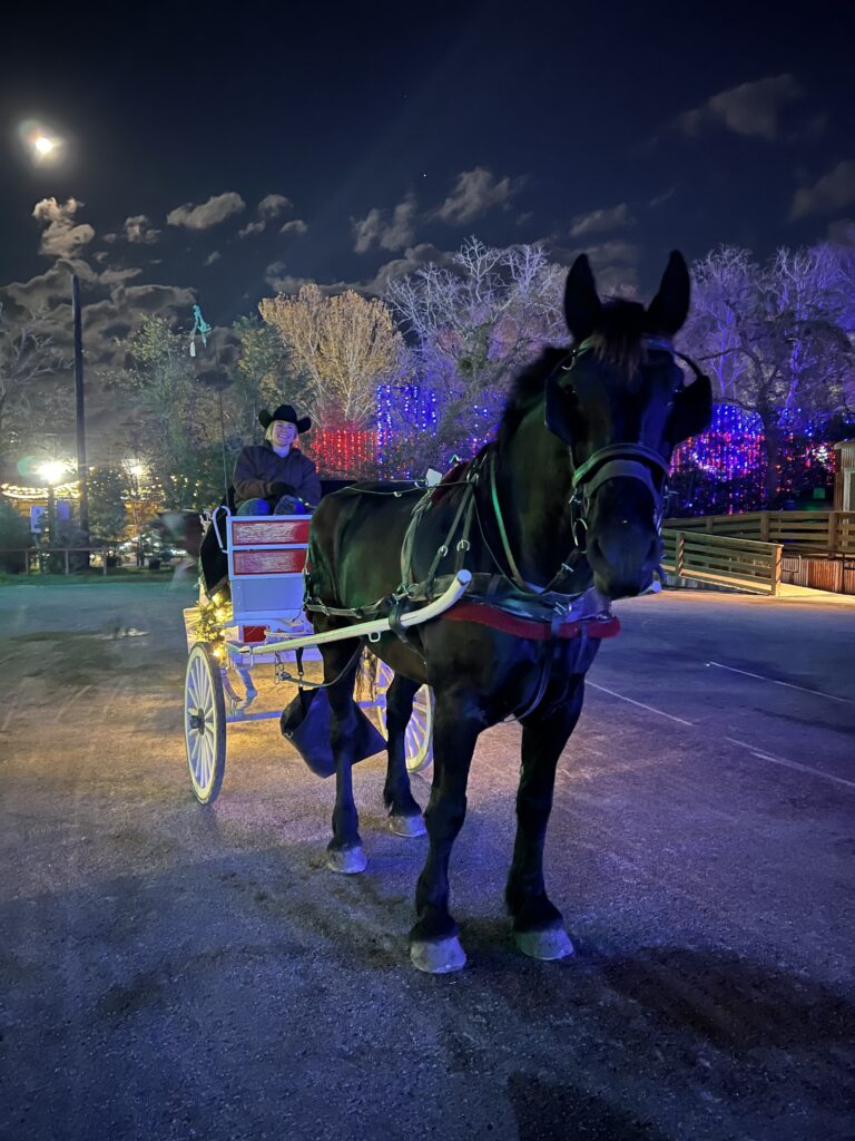 A nighttime photo of a woman driving a horse-drawn wagon at a Christmas theme park.