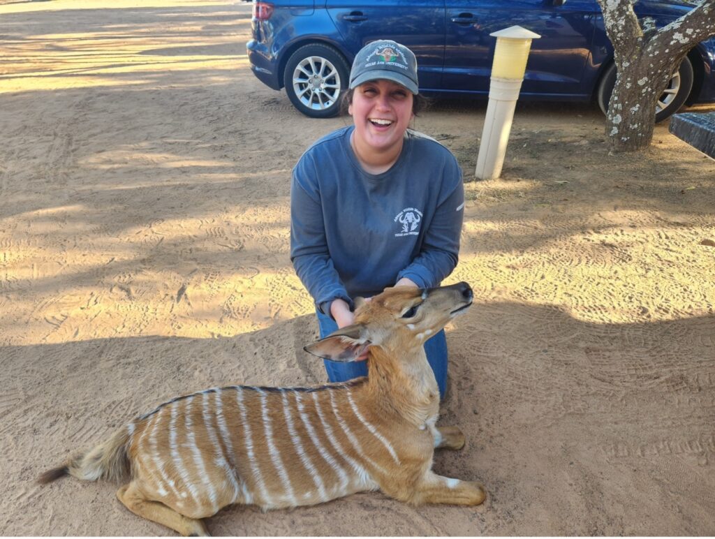 A young woman smiling and kneeling behind a nyala, a type of South African antelope, that is sedated.