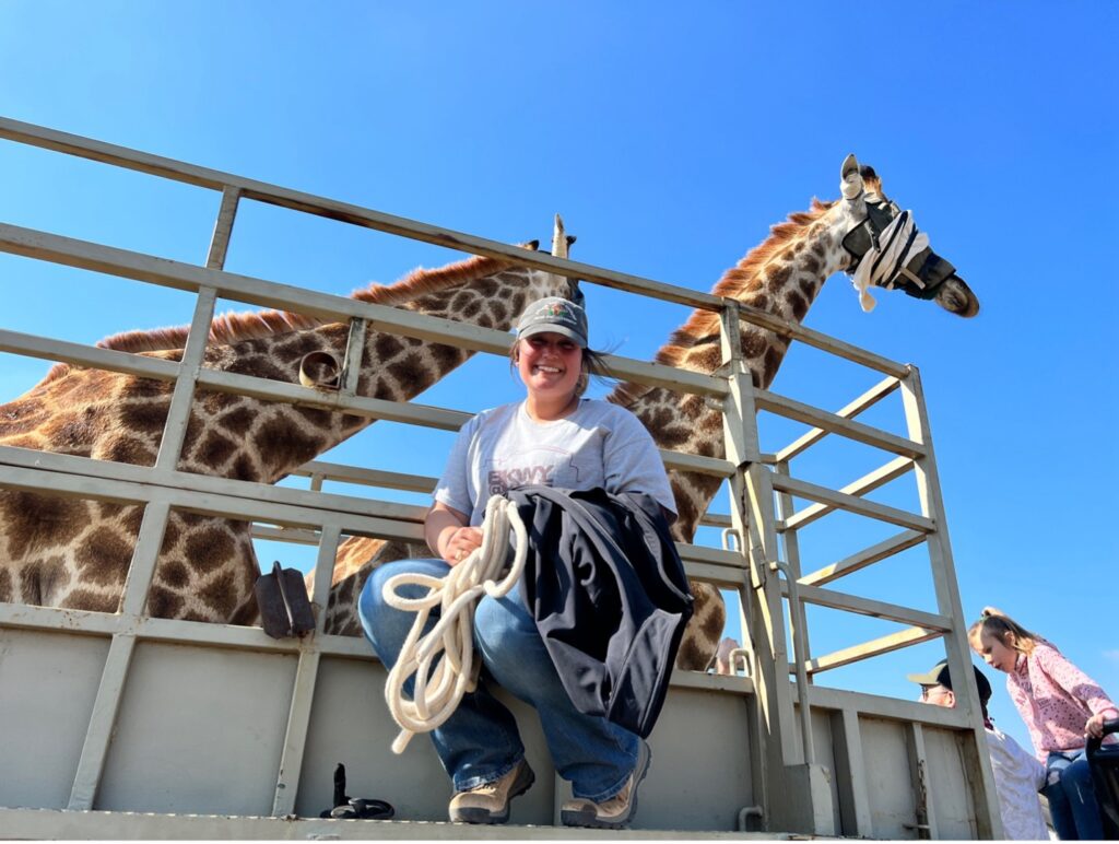 A woman sitting on a large metal trailer that is holding two giraffes wearing anti-stress blindfolds.
