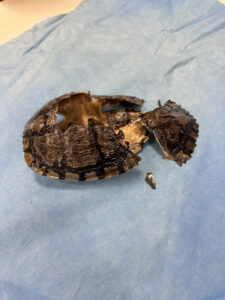 A broken empty turtle shell