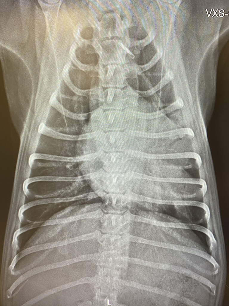 Radiograph of a dog's chest