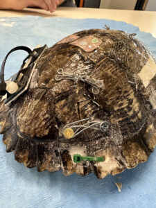 An empty turtle shell repaired with hooks, screws, zipties, and more