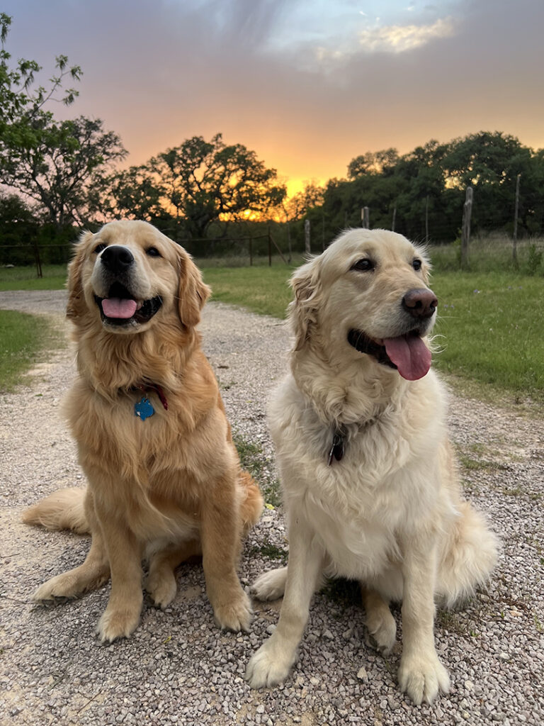 Two golden retrievers, Eloise and Gus, sit on a gravel road with a sunset in the background.